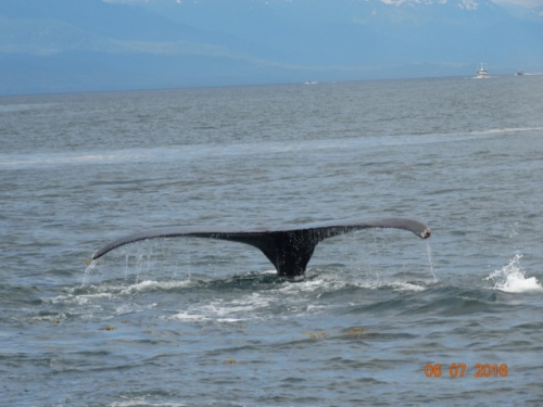 Whale Watching