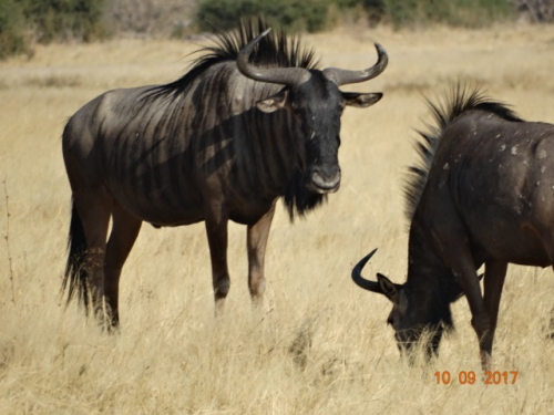 Botswana 