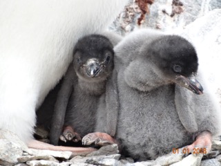  junge Pinguine