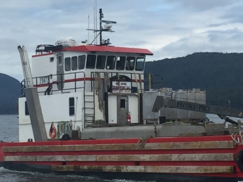Whale Watching
