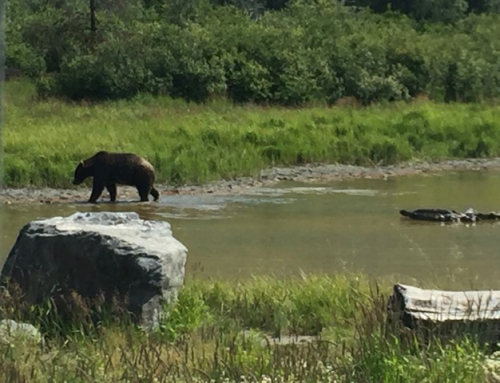  Bear Watching