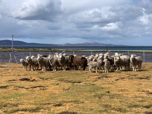 Falkland Islands