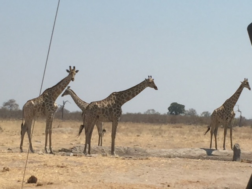 Afrika Safari