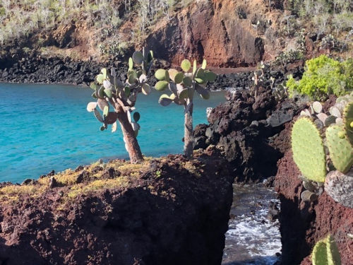 Safari auf Galapagos