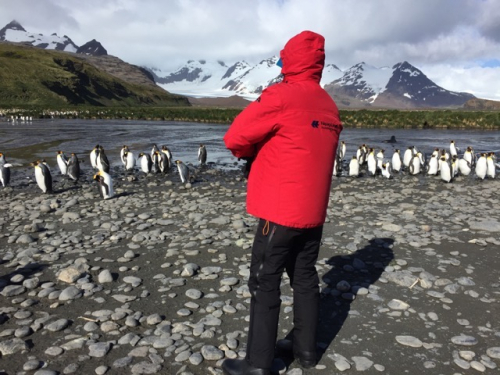 In den Pinguin-Kolonien