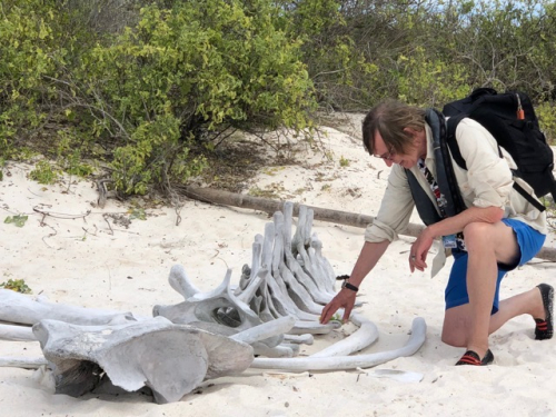 Safari auf Galapagos