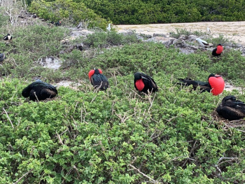 Safari auf Galapagos