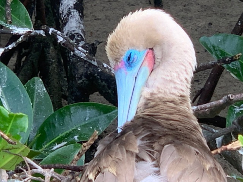 Safari auf Galapagos