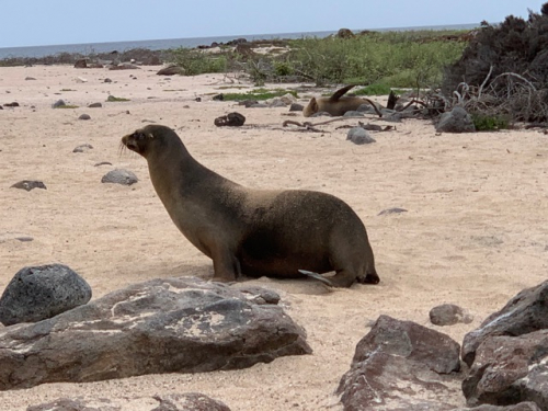 Safari auf Galapagos