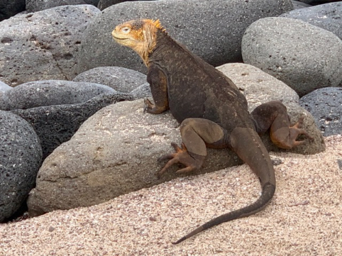 Safari auf Galapagos
