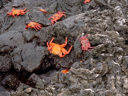 Safari auf Galapagos