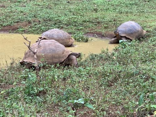Safari auf Galapagos