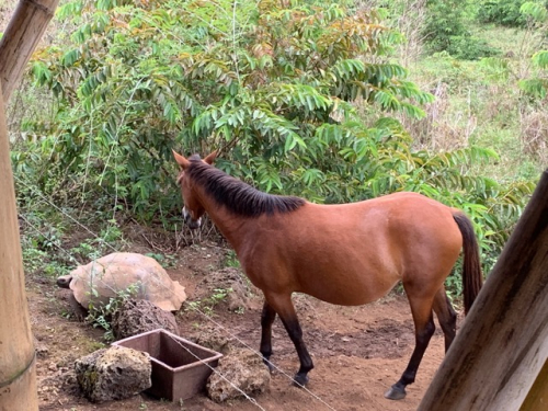 Safari auf Galapagos